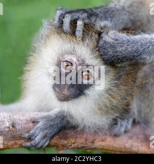 Portrait of young vervet monkey (Chlorocebus pygerythrus) being groomed by parent, Lake Manyara National Park, Tanzania, Africa Stock Photo