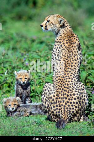 Cheetah (Acinonyx jubatus) resting on grass with two cubs, Ngorongoro Conservation Area, Tanzania, Africa Stock Photo