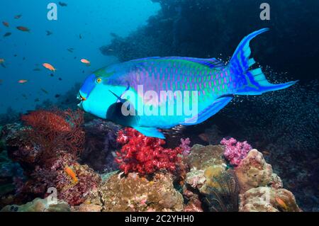 Male Steepheaded Parrotfish (Scarus gibbus) sleeps in protective mucus ...