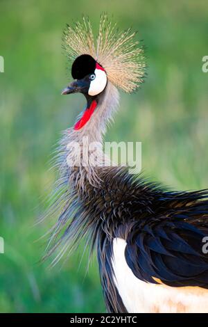 Portrait of grey crowned crane (Balearica regulorum), Lake Manyara National Park, Tanzania, Africa Stock Photo