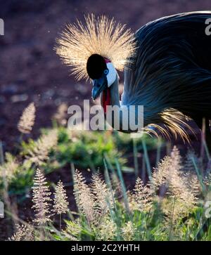 Portrait of grey crowned crane (Balearica regulorum), Lake Manyara National Park, Tanzania, Africa Stock Photo