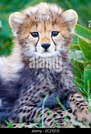 Cub Of Cheetah (acinonyx Jubatus) Lying In Field Stock Photo - Alamy