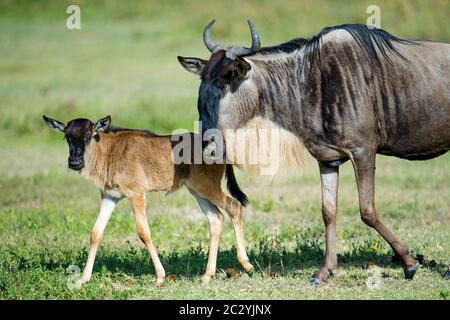 Western white-bearded wildebeest (Connochaetes taurinus mearnsi) calf and parent walking on grass, Ngorongoro Conservation Area, Tanzania, Africa Stock Photo