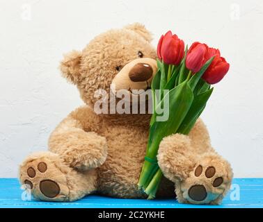 cute brown teddy bear with patches sits on a blue wooden background and holds in his paw a bouquet of red tulips, festive backdrop for birthday, Valen Stock Photo