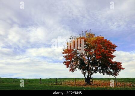 A deciduous tree with colourful leaves in autumn against the sky Stock Photo