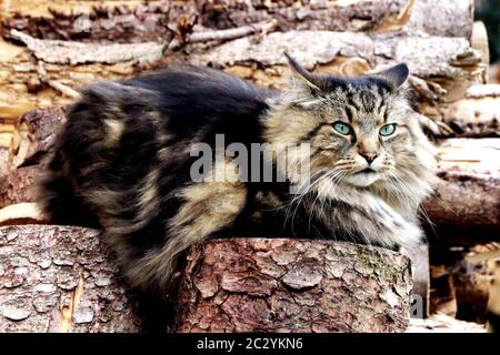 A pretty Norwegian Forest Cat sits on a pile of wood with an evil eye Stock Photo