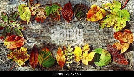 A circle of colourful autumn leaves on a wooden background Stock Photo