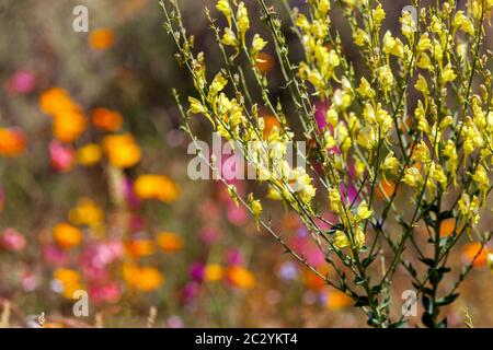 Wild snapdragon in colorful garden meadow flowers colourful wildflowers Stock Photo