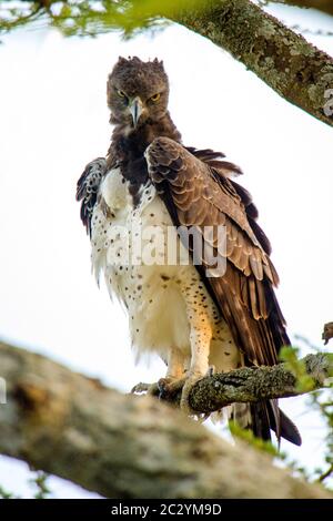 Martial eagle (Polemaetus bellicosus) perching on branch, Serengeti National Park, Tanzania, Africa Stock Photo
