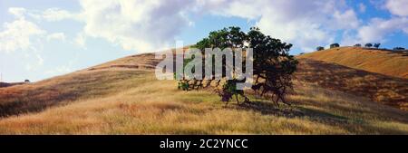 Clouds over lone oak tree growing on grassy hill, California, USA Stock Photo