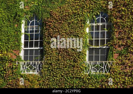 Ivy covered building in Downtown Manchester, New Hampshire, USA Stock Photo