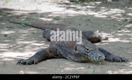 Most real dragon in their natural habitat on the island of Komodo Stock Photo