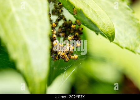 Macro of spider nest with small yellow garden spiders araneus diadematus on leaves in the forest Stock Photo