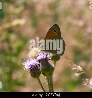 Meadow brown (Maniola jurtina) on a thistle in summer
