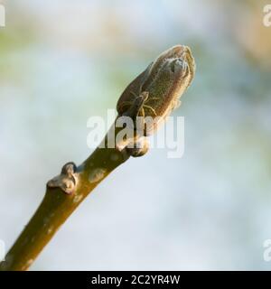 small spider on the bud of an ash tree (Fraxinus excelsior) in spring Stock Photo