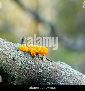 golden yellow tremor (Tremella mesenterica) on a dead oak branch in a forest Stock Photo