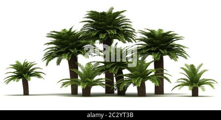 Sago Palm Trees (isolated on white background) Stock Photo