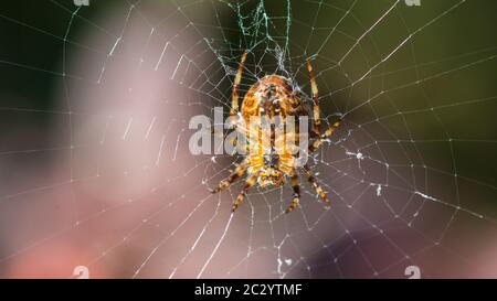 A macro shot of the underside of a garden spider resting in its web. Stock Photo