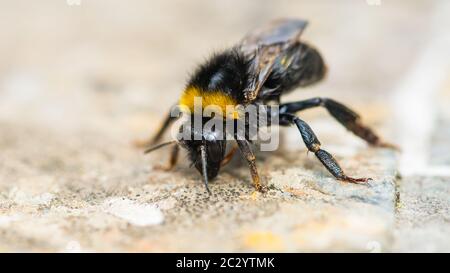A macro shot of a bumblebee. Stock Photo