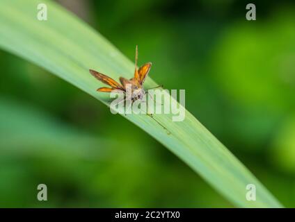A macro shot of a large skipper butterfly resting on a green leaf.