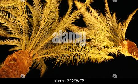 View to top of date palms from bottom at night. Date palm branches illuminated from below at night