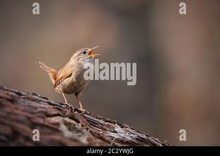 Tiny eurasian wren, troglodytes troglodyte, singing in spring forest with copy space. Small songbird sitting on a tree with open beak and calling. Wil
