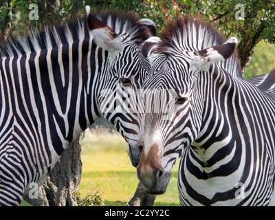a close up of the heads of two grevys zebras in front of grass and trees Stock Photo