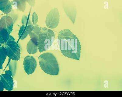 Green leaves as abstract vintage nature background, herbal foliage in spring garden, retro gravure style, floral leaf backdrop f Stock Photo