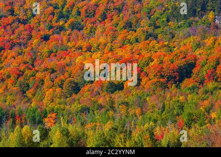 Fall forest, Indian Summer, Eastern Townships, Quebec, Canada Stock Photo