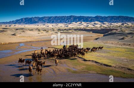 Camel herd at the sand dunes of Khongor. Umnugobi Province, Mongolia Stock Photo