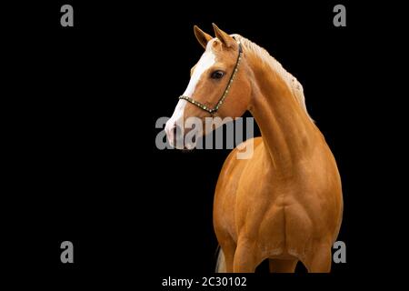 Quarter Horse mare Palomino in portrait with halter in front of black background, Waldviertel, Austria Stock Photo