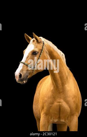 Quarter Horse mare Palomino in portrait with halter in front of black background, Waldviertel, Austria Stock Photo