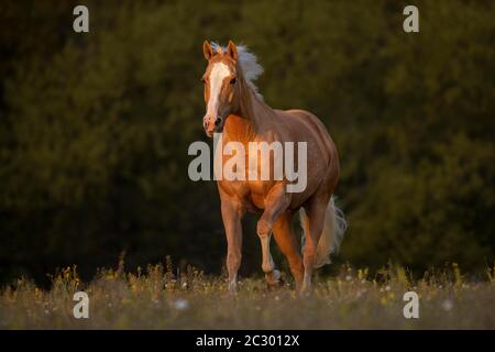 Quarter Horse mare Palomino at a gallop in the pasture, Waldviertel, Austria Stock Photo