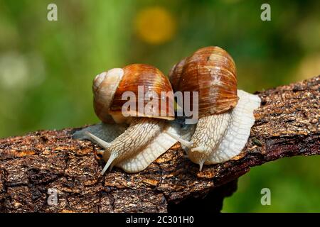 Two Burgundy snails (Helix pomatia), on a tree trunk, Schleswig-Holstein, Germany Stock Photo