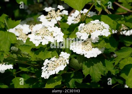 Guelder rose (Viburnum opulus), flowers, Schleswig-Holstein, Germany Stock Photo