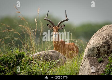 Male impala lies in grass eyeing camera Stock Photo