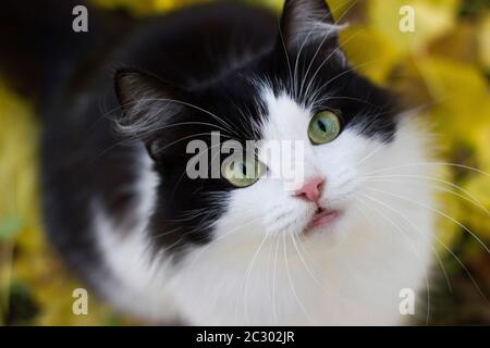 Black and white kitty in nature against a background of yellow apricot leaves on the ground - autumn outdoors Stock Photo