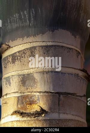 trunk of a palm tree Stock Photo