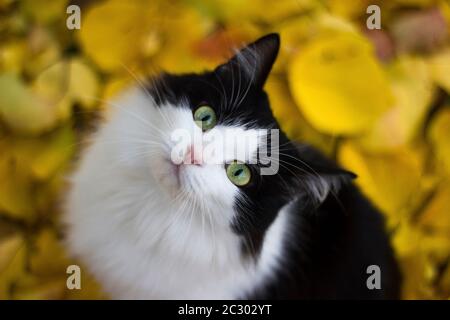 Black and white kitty in nature against a background of yellow apricot leaves on the ground - autumn outdoors Stock Photo