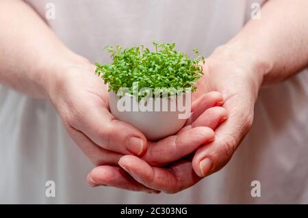 Close up Watercress Microgreens in Woman Hands. Stock Photo