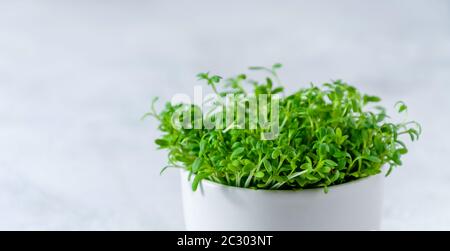 Close up Watercress Microgreens on Light Background. Stock Photo