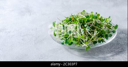 Close up Radish Microgreens in Little Plate on Light Background. Stock Photo