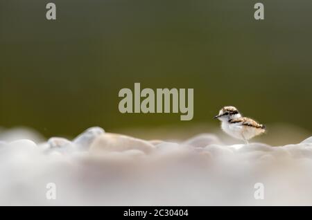 Little Ringed Plover (Charadrius-dubius), jumper, young bird in the gravel bed, Bavaria, Germany Stock Photo