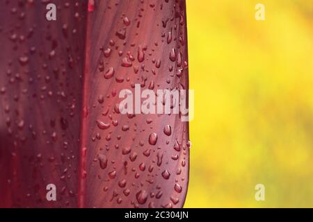 Water droplets on red leaves on yellow background close-up. Macro photo of rain drops on leaf surface. Stock Photo