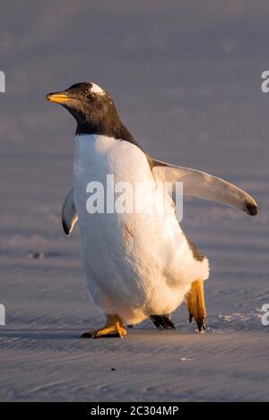 Gentoo penguin (Pygoscelis papua) at the beach, Volunteer Point, Falkland Islands Stock Photo