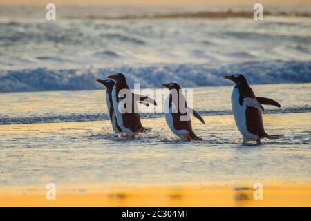 Gentoo penguins (Pygoscelis papua) on the way to the sea, Volunteer Point, Falkland Islands Stock Photo