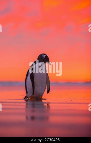 Gentoo penguin (Pygoscelis papua) on the beach at dawn, Volunteer Point, Falkland Islands Stock Photo