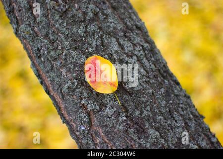 Beautiful leaf on a tree trunk - nature outdoors closeup, place for an inscription Stock Photo