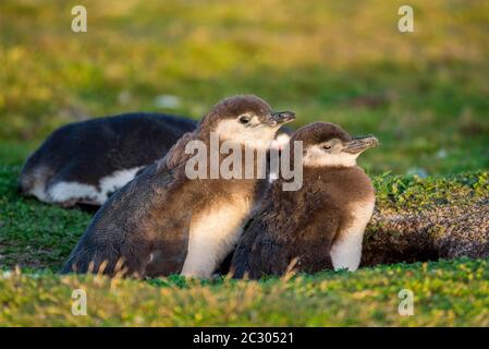 Young Magellanic penguins (Spheniscus magellanicus) at her earth cave, Volunteer Point, Falkland Islands Stock Photo