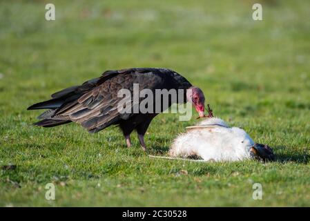 Turkey vulture (Cathartes aura) on the carcass of a Gentoo penguin (Pygoscelis papua), Volunteer Point, Falkland Islands Stock Photo